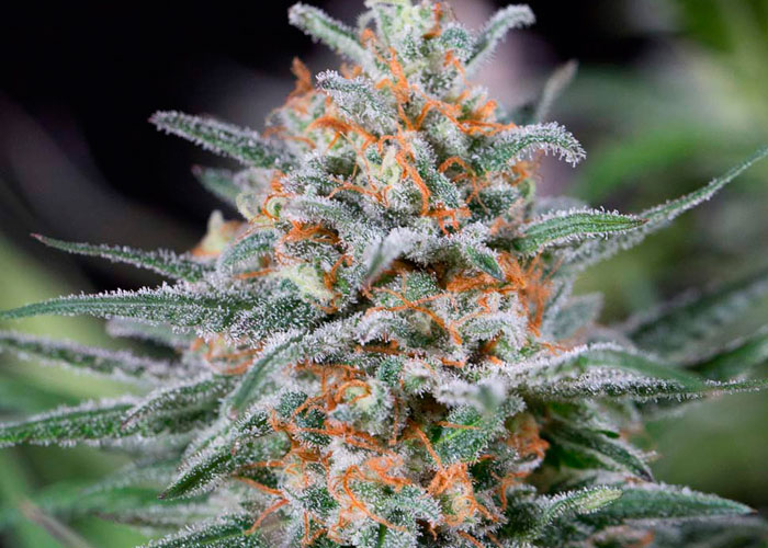 Critical Mass feminised