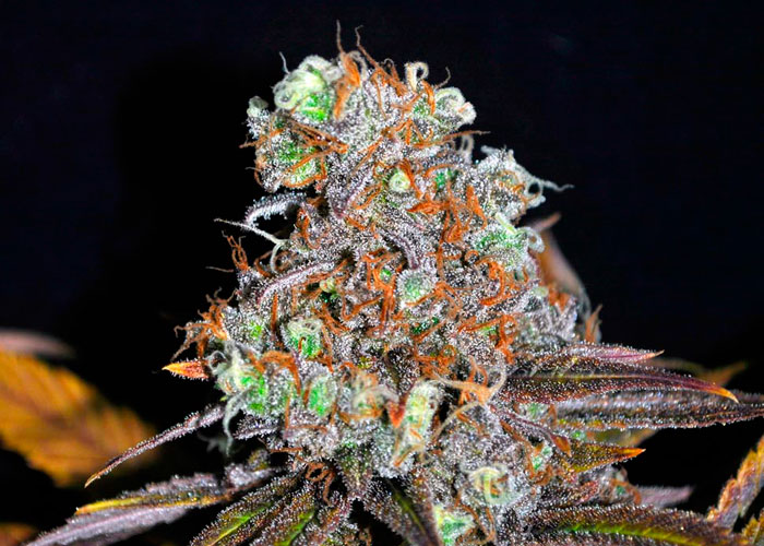 Critical Mass feminised