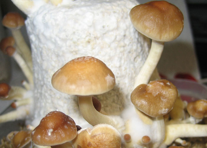 Споровые отпечатки Argentina