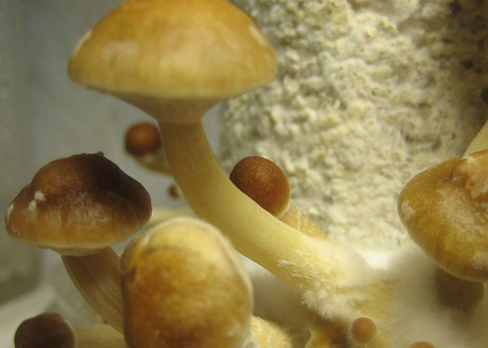 Споровые отпечатки Argentina