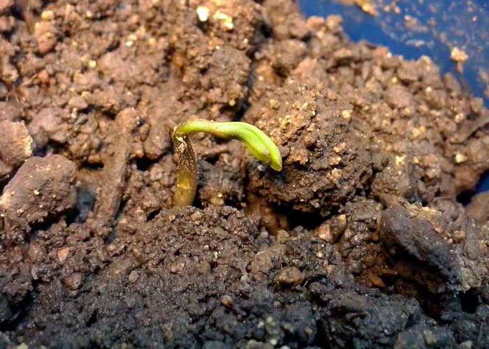 10 самых распространенных ошибок гровера-новичка