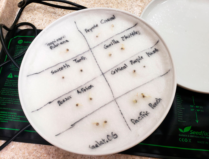 Как прорастить семена конопли методом бумажного полотенца