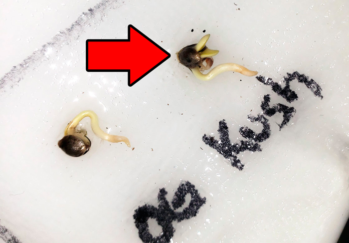 Как прорастить семена конопли методом бумажного полотенца