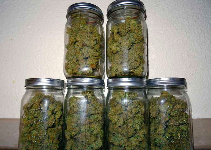 Шишки конопли демонстрируют аномалии