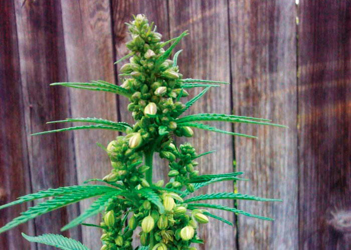 Не образуются шишки