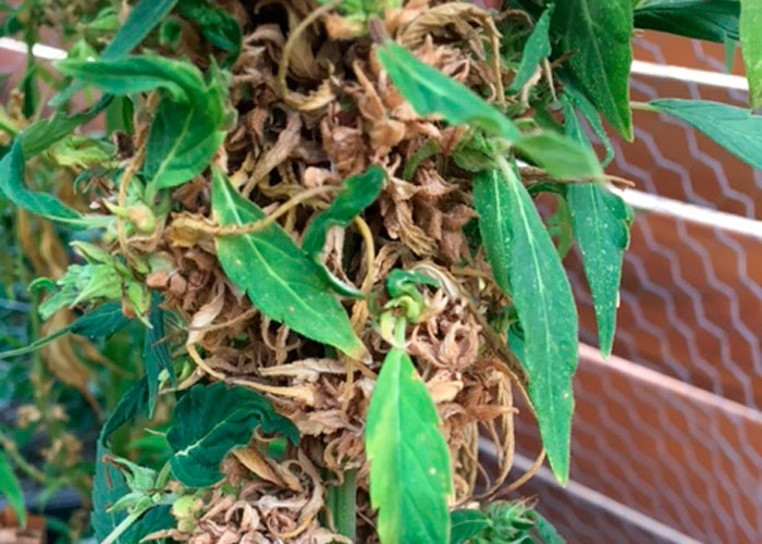 Ревегетация