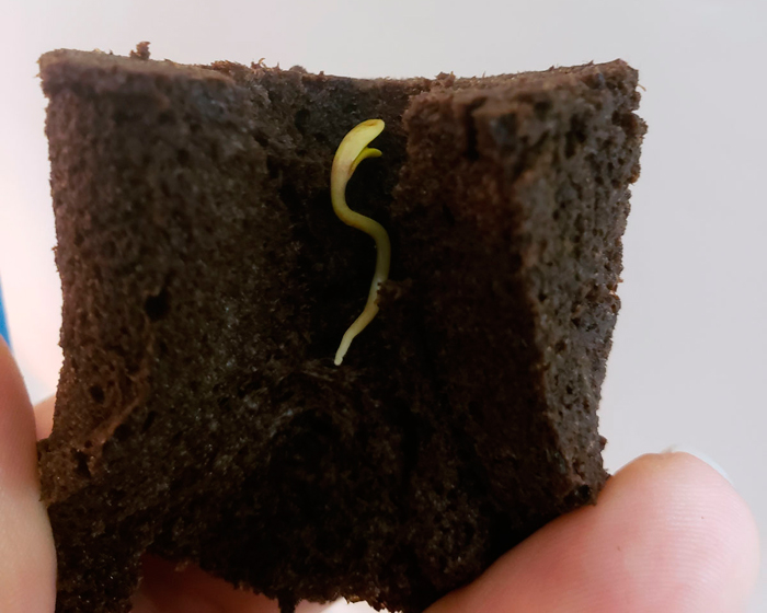 Как прорастить семена конопли методом бумажного полотенца