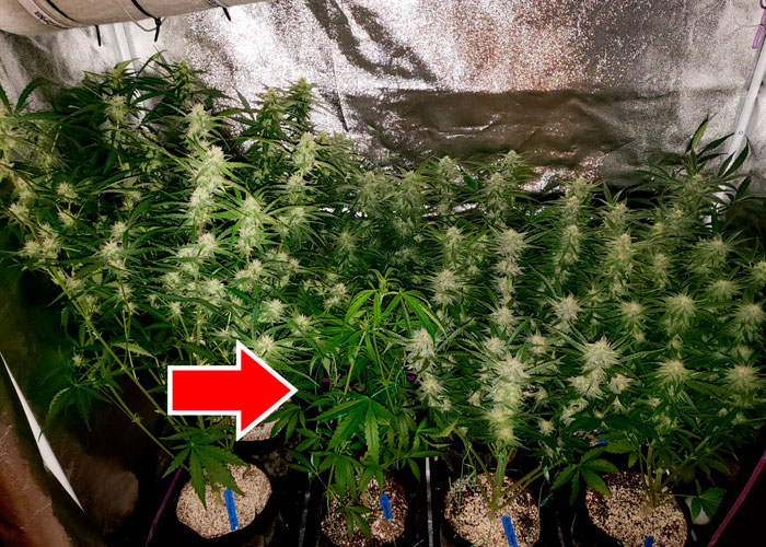 Автоцветущий сорт не цветет