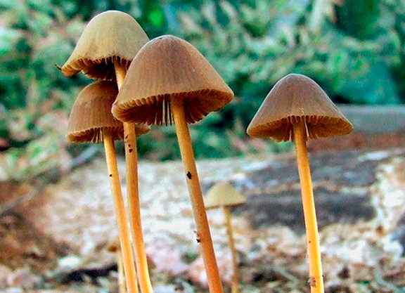 Список самых лучших вариантов вкушения