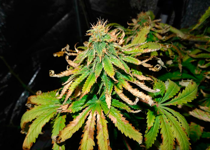 Невозможно контролировать жару