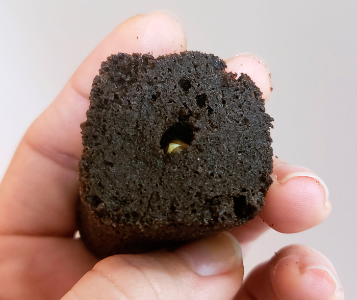 Как прорастить семена конопли методом бумажного полотенца