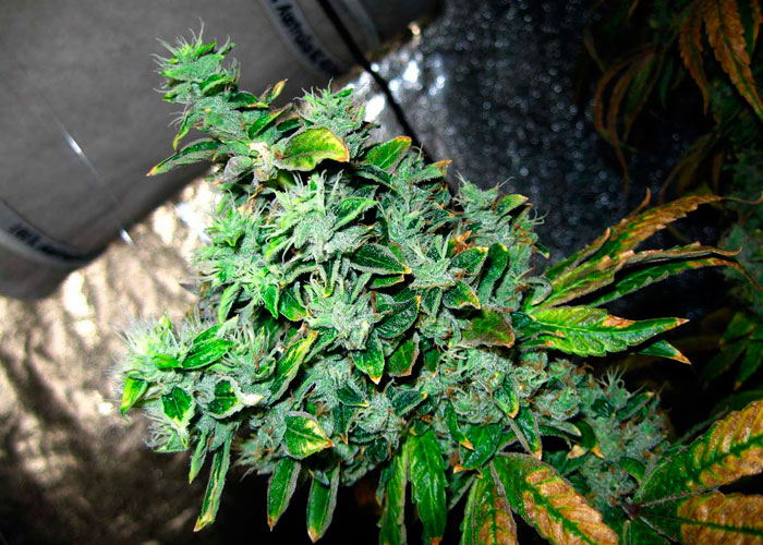 Невозможно контролировать жару