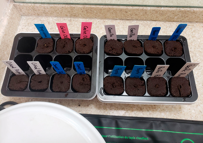 Как прорастить семена конопли методом бумажного полотенца