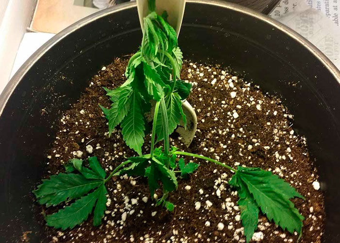 Невозможно контролировать жару