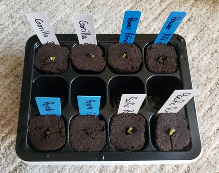 Как прорастить семена конопли методом бумажного полотенца