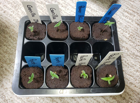 Как прорастить семена конопли методом бумажного полотенца