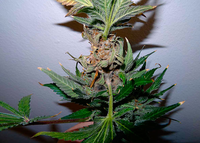 Бутонная гниль