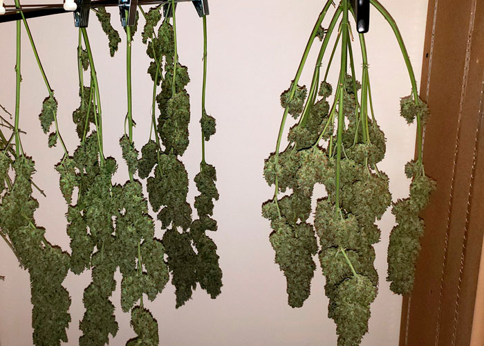 Плесень во время сушки или пролечки