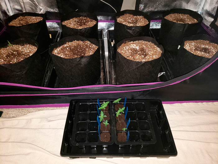 Как прорастить семена конопли методом бумажного полотенца