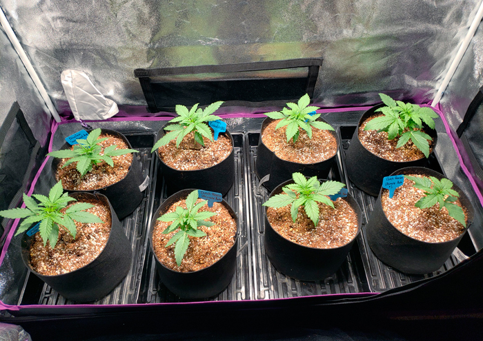 Как прорастить семена конопли методом бумажного полотенца