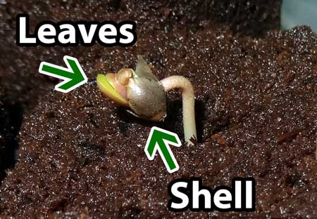 Как прорастить семена конопли методом бумажного полотенца