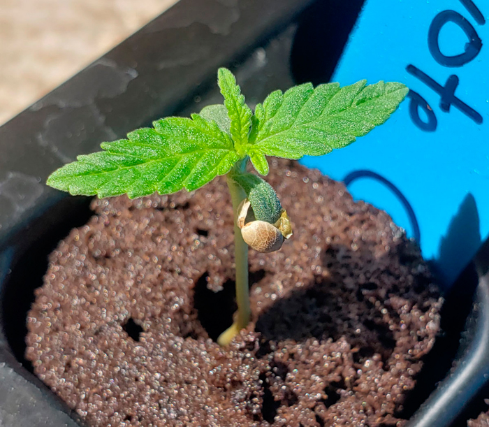 Как прорастить семена конопли методом бумажного полотенца