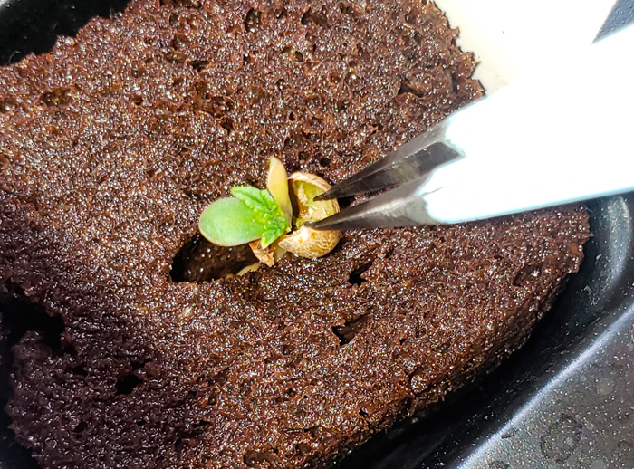 Как прорастить семена конопли методом бумажного полотенца