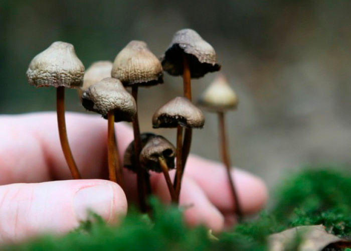 Список самых лучших вариантов вкушения