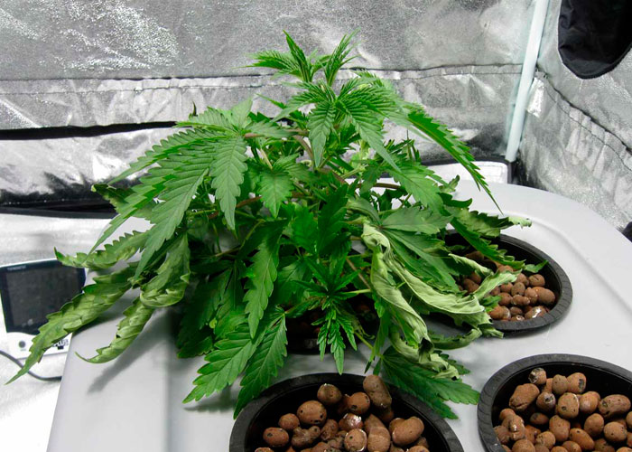 10 самых распространенных ошибок гровера-новичка