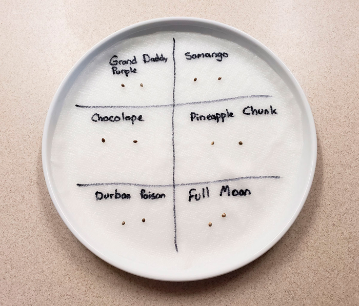 Как прорастить семена конопли методом бумажного полотенца