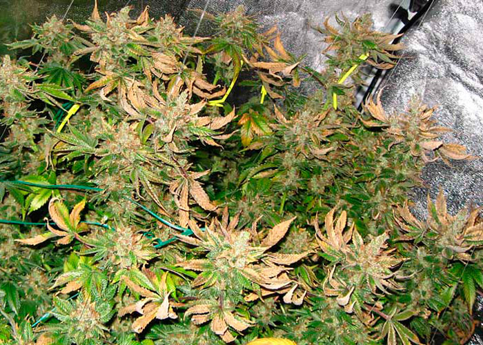 10 самых распространенных ошибок гровера-новичка