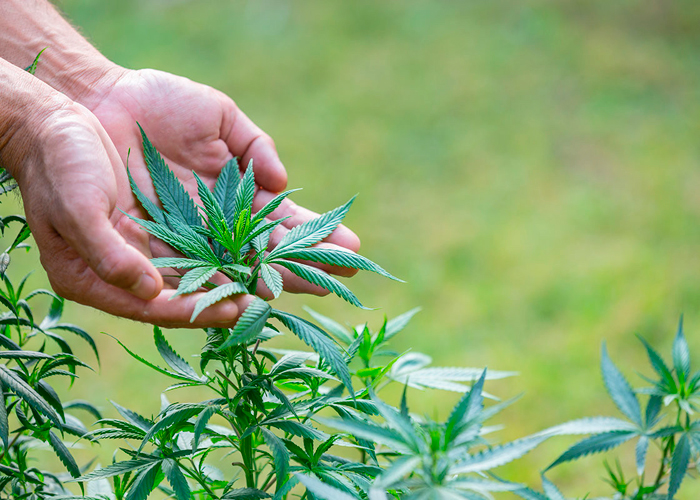 Тенденции конопли в 2020 году