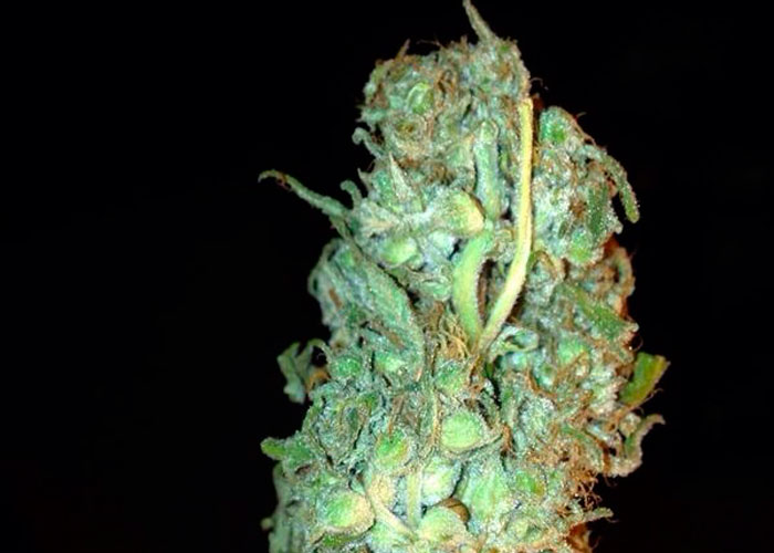 10 самых распространенных ошибок гровера-новичка