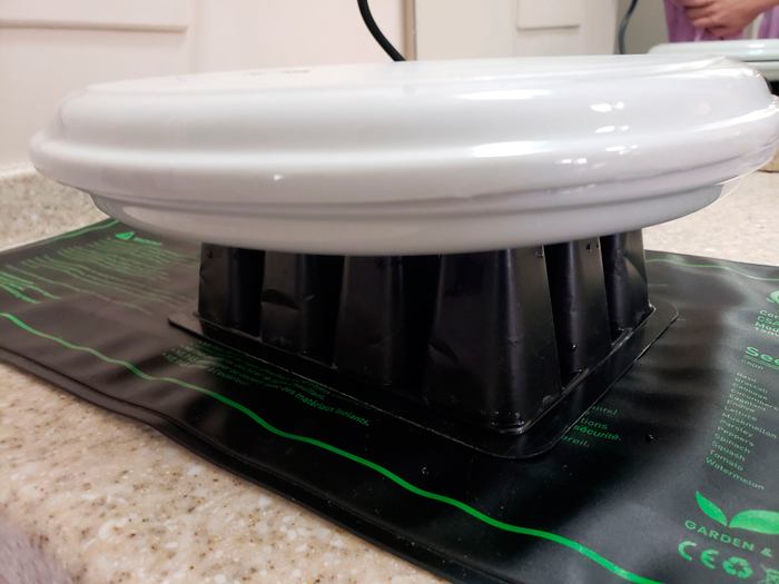 Как прорастить семена конопли методом бумажного полотенца