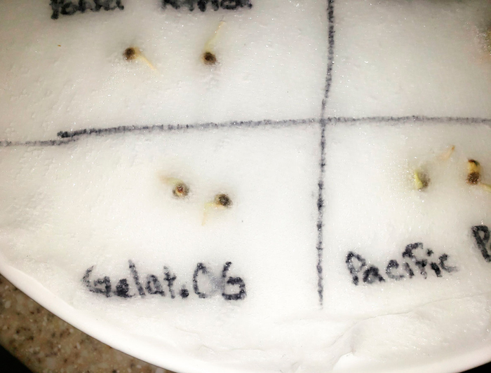 Как прорастить семена конопли методом бумажного полотенца