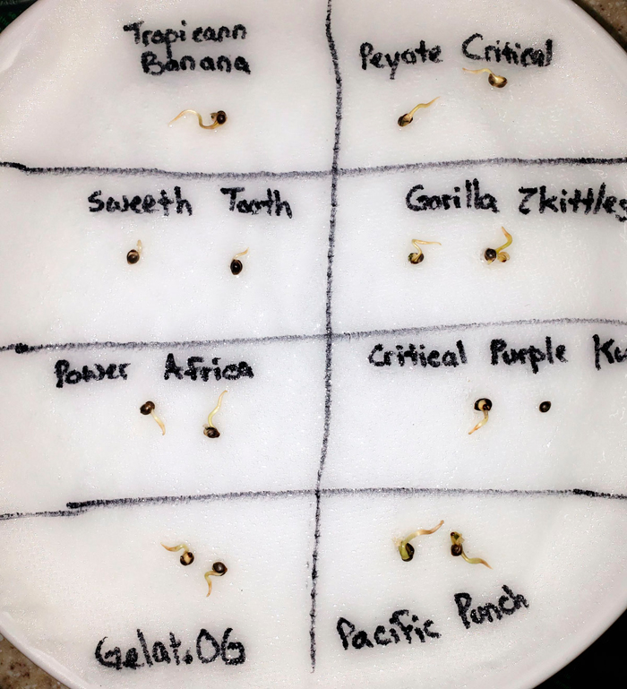 Как прорастить семена конопли методом бумажного полотенца