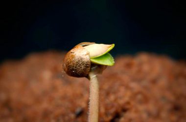 Как прорастить семена конопли методом бумажного полотенца