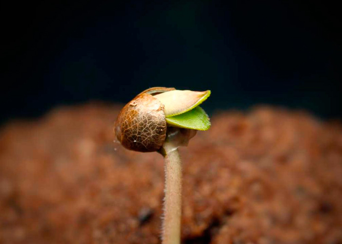 Как прорастить семена конопли методом бумажного полотенца