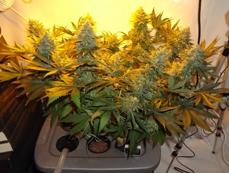 увеличить урожай конопли