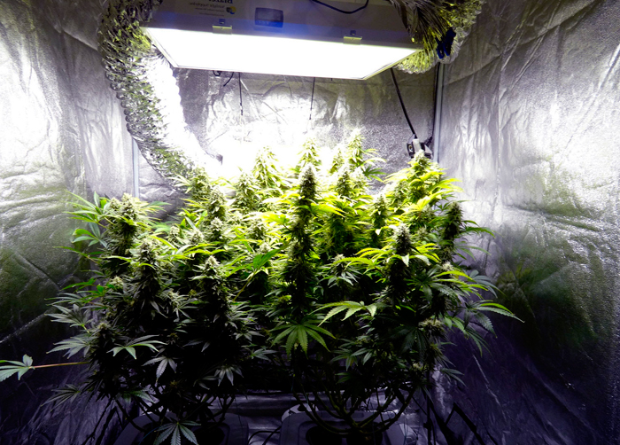 увеличить урожай конопли