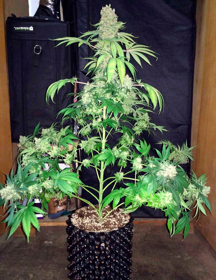 увеличить урожай конопли