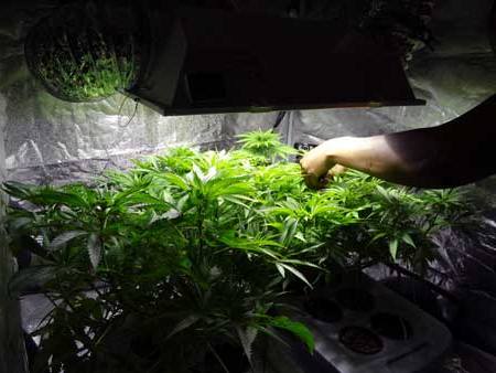 увеличить урожай конопли