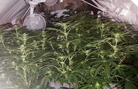 увеличить урожай конопли