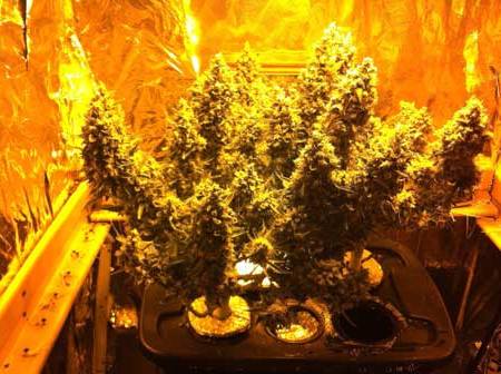 увеличить урожай конопли