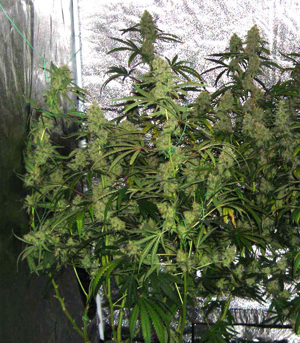 увеличить урожай конопли