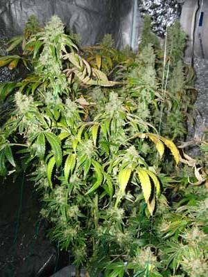 увеличить урожай конопли