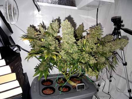 увеличить урожай конопли