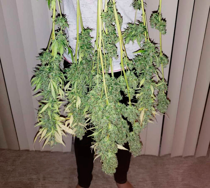 увеличить урожай конопли