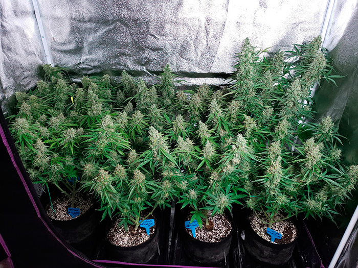 увеличить урожай конопли