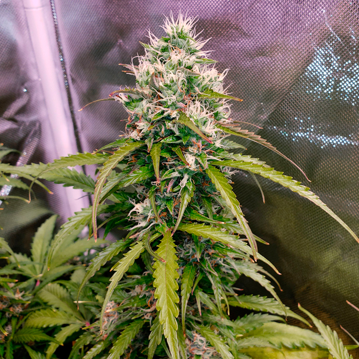 увеличить урожай конопли